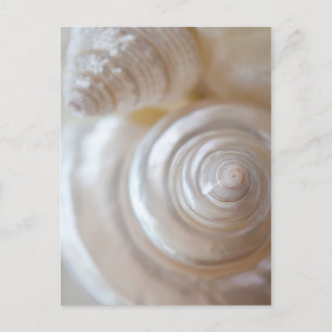 White Seashells Tropical Beach Sea Shells Coastal Postcard