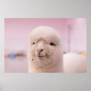 WHITE SHEEP IN CLOSE UP PHOTOGRAPHY POSTER