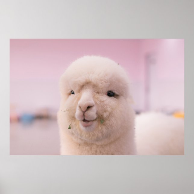 WHITE SHEEP IN CLOSE UP PHOTOGRAPHY POSTER (Front)