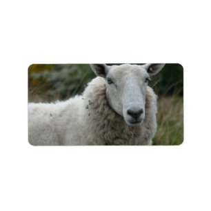 White Sheep Label