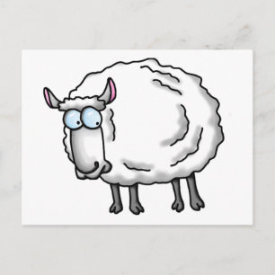 White sheep postcard