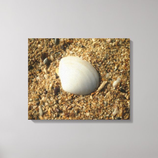 White Shell on the Beach Canvas Print (Front)