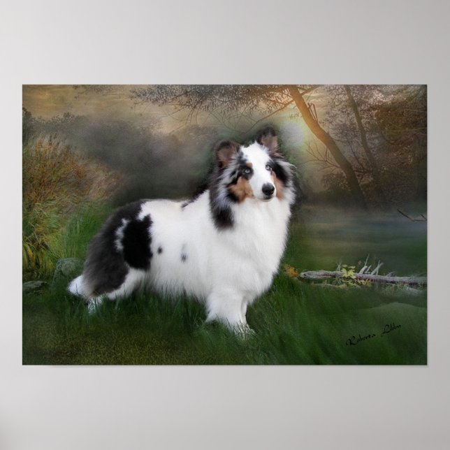 White sheltie poster (Front)