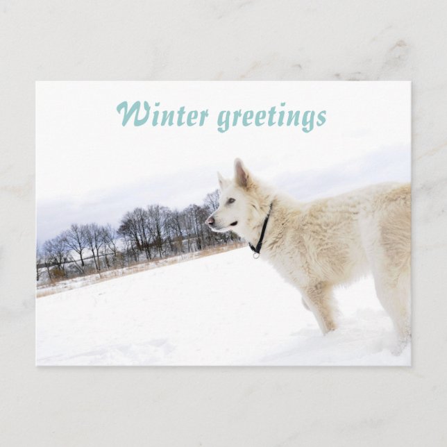 White shepherd in snow Postcard (Front)