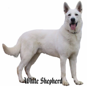 White Shepherd Photo Sculpture
