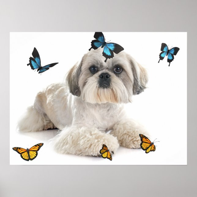 White Shih Tzu Dog  Poster (Front)