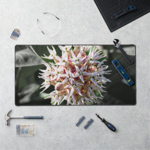 White Showy Milkweed, Flower Photography Desk Mat