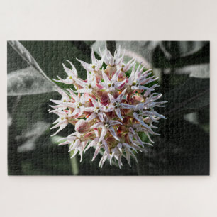 White Showy Milkweed – Nature Photography Jigsaw Puzzle