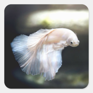 White Siamese Fighting Fish Square Sticker