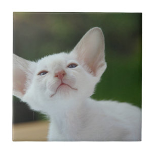 White Siamese kitten Tile