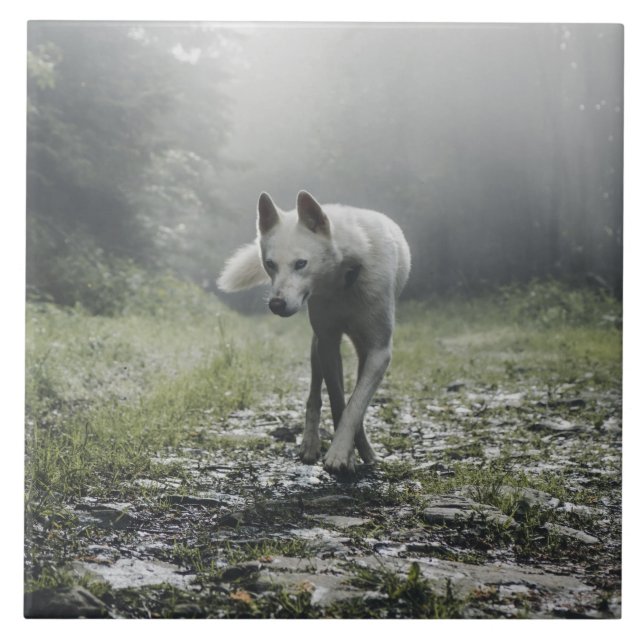 White Siberian Husky Ceramic Tile (Front)