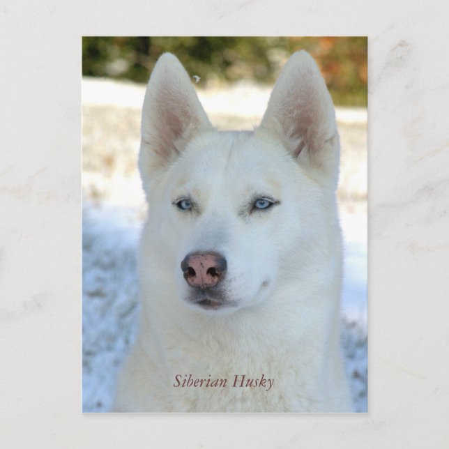 White Siberian Husky postcard (Front)