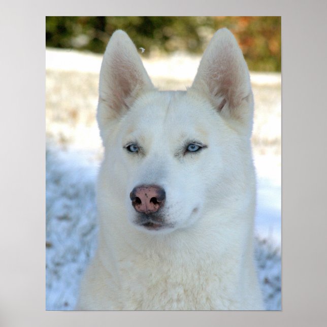 White Siberian Husky poster (Front)