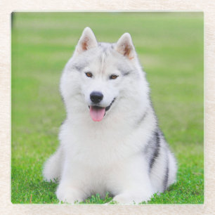 White Siberian Husky Puppy on Green Grass Field Glass Coaster