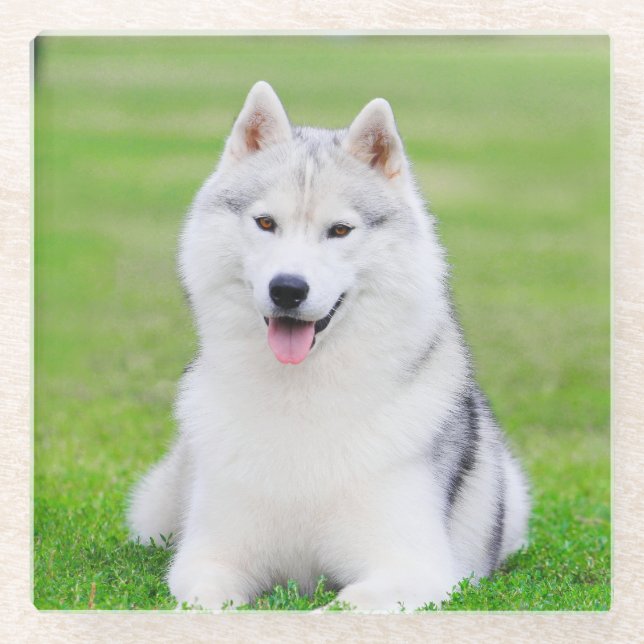White Siberian Husky Puppy on Green Grass Field Glass Coaster (Front)