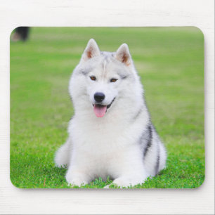 White Siberian Husky Puppy on Green Grass Field Mouse Mat