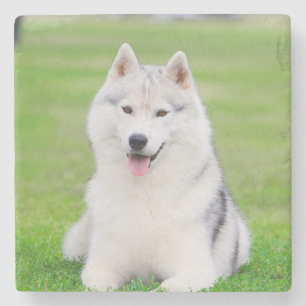 White Siberian Husky Puppy on Green Grass Field Stone Coaster