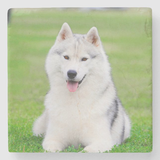 White Siberian Husky Puppy on Green Grass Field Stone Coaster (Front)