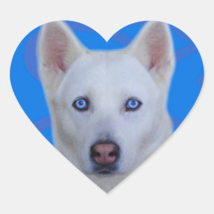 White Siberian Husky Sticker (Blue background)