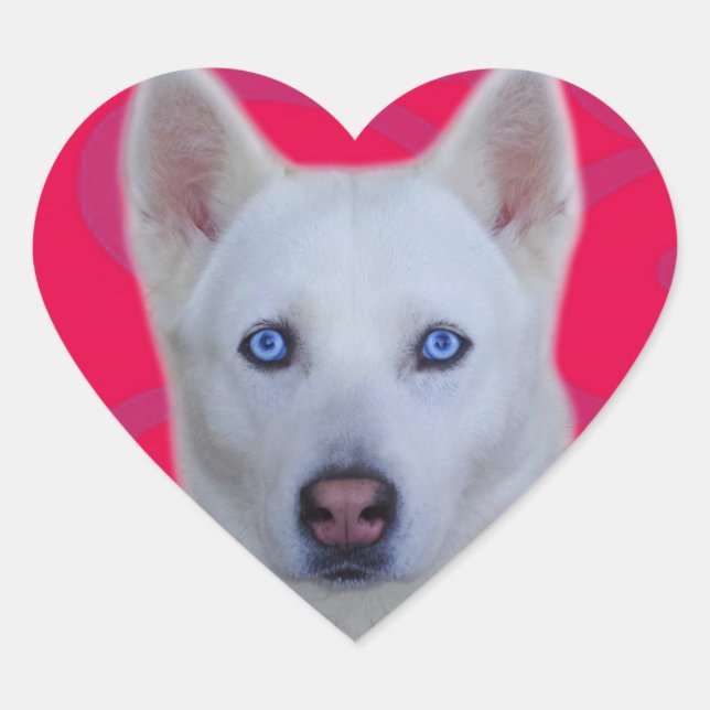 White Siberian Husky Sticker (Pink background) (Front)