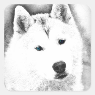 White Siberian Husky w/ Blue Eyes Fine Art Sketch Square Sticker