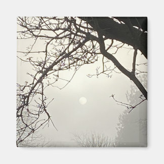 White Sky And Sun Dramatically Framed By Trees  Magnet