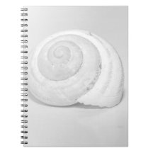White Snail Shell Minimalist Nature Photography