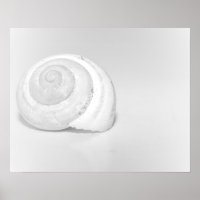 White Snail Shell Minimalist Nature Photography