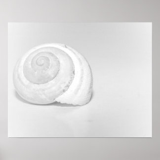 White Snail Shell Minimalist Nature Photography Poster