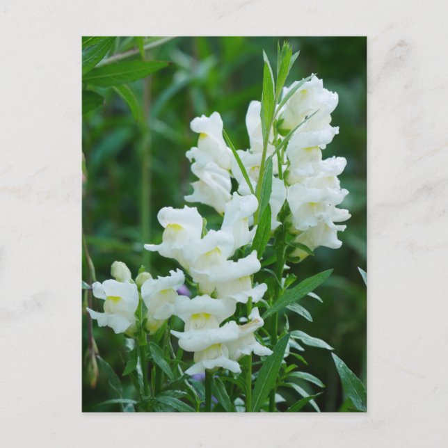 White Snapdragon Flowers Postcard (Front)