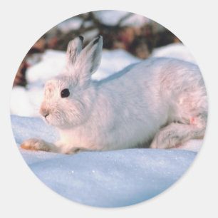 White Snow Rabbit Holiday Card Envelope Seals