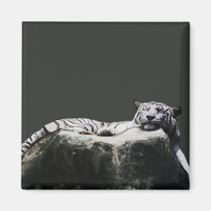 White snow Tiger - Big Cat sleeping Magnet