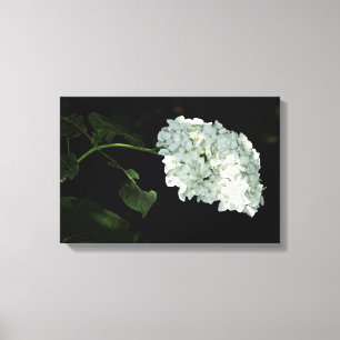 White Snowball Hydrangea - Annabelle Canvas Print