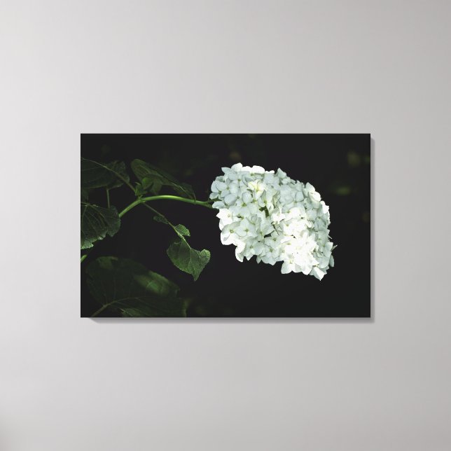 White Snowball Hydrangea - Annabelle Canvas Print (Front)