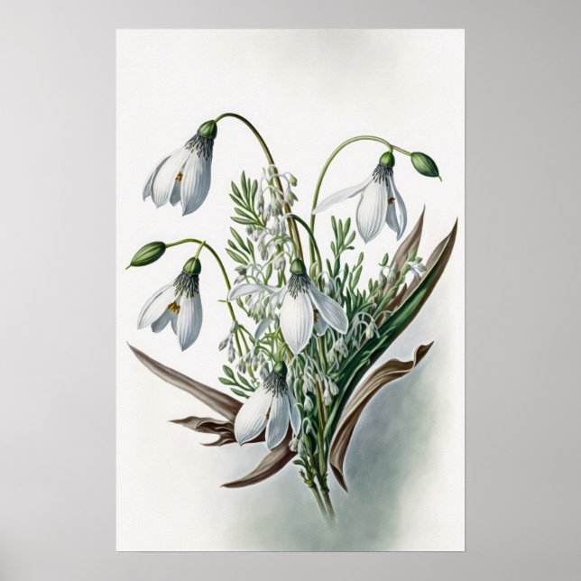 White Snowdrop Flowers Art Print Poster (Front)