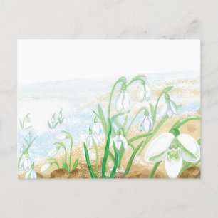 White Snowdrops Illustration  Postcard