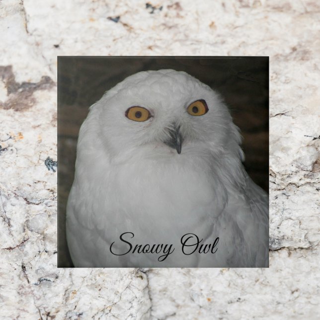 White Snowy Owl Nature Photo Tile (In Situ)