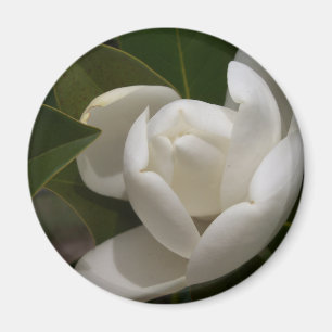 white southern magnolia flower bud magnet