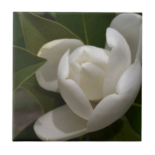 white southern magnolia flower bud tile