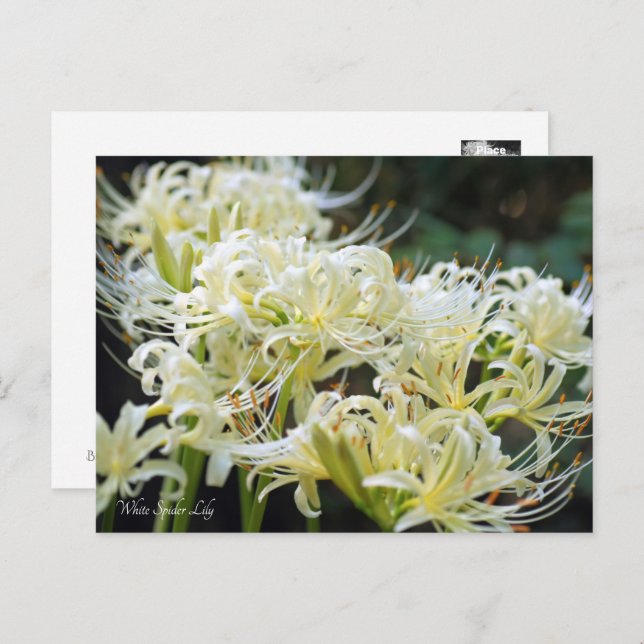 White Spider Lily ポストカード Postcard (Front/Back)