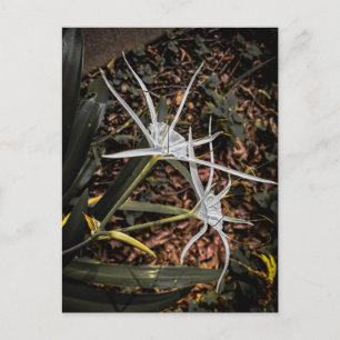 White Spider Lily Blooms – Athens Georgia Postcard