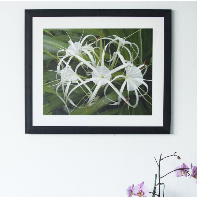 White Spider Lily Blooms Floral Poster (In Situ Framed)
