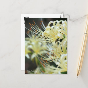 White Spider Lily Postcard