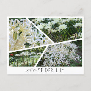 White Spider Lily Postcard