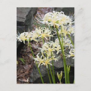 White Spider Lily［Postcard］ Postcard