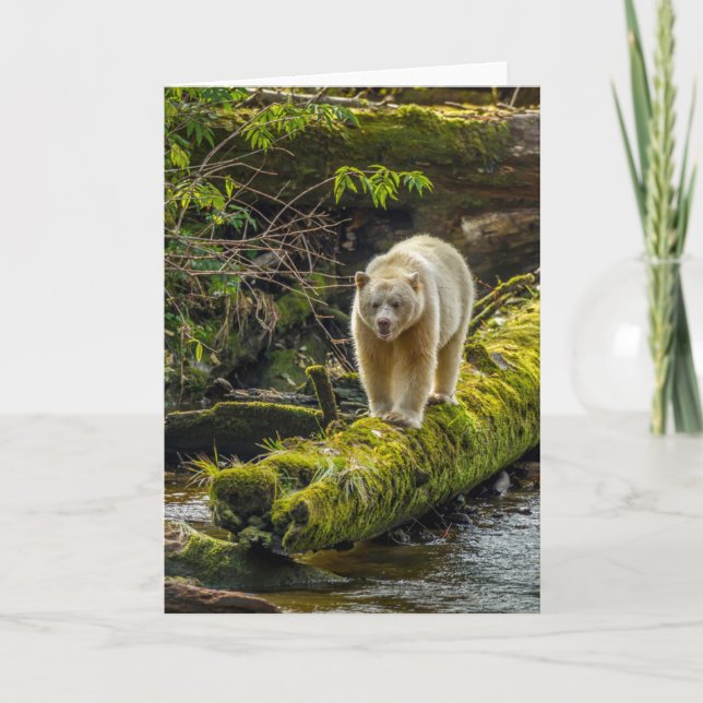 White Spirit Bear | British Columbia, Canada Card (Front)