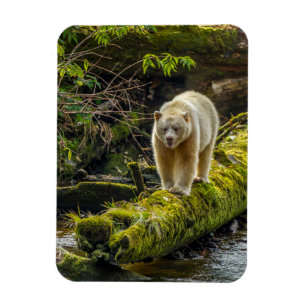 White Spirit Bear   British Columbia, Canada Magnet