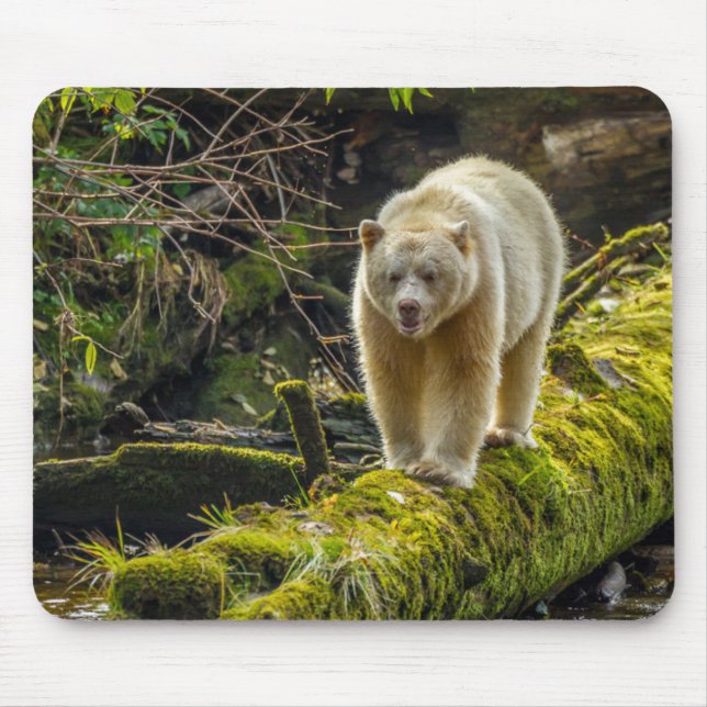 White Spirit Bear | British Columbia, Canada Mouse Mat (Front)