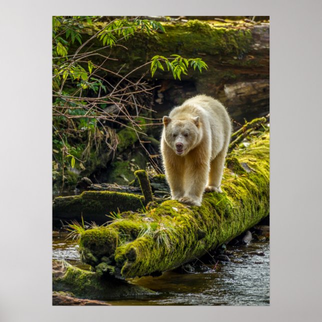 White Spirit Bear | British Columbia, Canada Poster (Front)