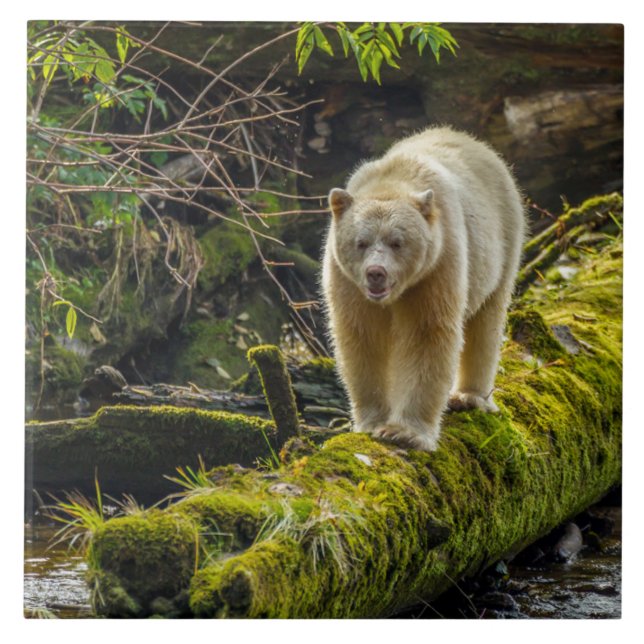 White Spirit Bear | British Columbia, Canada Tile (Front)